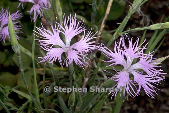 dianthus longicalyx 4 graphic